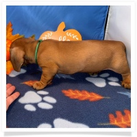 Rosie's CKC Red Short Hair Male (Dark Green Collar) Miniature Dachshund Puppy