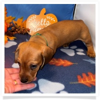 Rosie's CKC Red Short Hair Male (Dark Green Collar) Miniature Dachshund Puppy