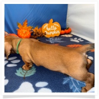 Rosie's CKC Red Short Hair Male (Dark Green Collar) Miniature Dachshund Puppy