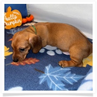 Rosie's CKC Red Short Hair Male (Dark Green Collar) Miniature Dachshund Puppy