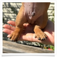 Rosie's CKC Red Short Hair Male (Dark Green Collar) Miniature Dachshund Puppy