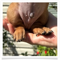 Rosie's CKC Red Short Hair Male (Dark Green Collar) Miniature Dachshund Puppy