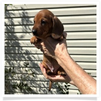 Rosie's CKC Red Short Hair Male (Dark Green Collar) Miniature Dachshund Puppy