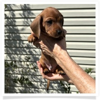 Rosie's CKC Red Short Hair Male (Dark Green Collar) Miniature Dachshund Puppy