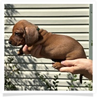 Rosie's CKC Red Short Hair Male (Dark Green Collar) Miniature Dachshund Puppy