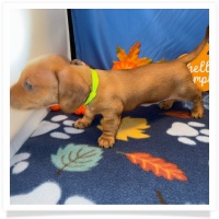 Rosie's CKC Red Short Hair Female (Lime Collar) Miniature Dachshund Puppy