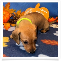 Rosie's CKC Red Short Hair Female (Lime Collar) Miniature Dachshund Puppy