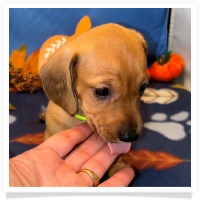 Rosie's CKC Red Short Hair Female (Lime Collar) Miniature Dachshund Puppy