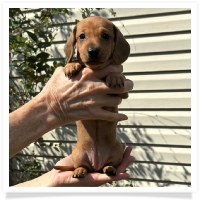 Rosie's CKC Red Short Hair Female (Lime Collar) Miniature Dachshund Puppy