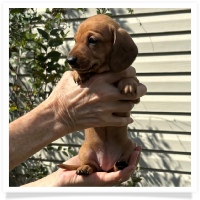 Rosie's CKC Red Short Hair Female (Lime Collar) Miniature Dachshund Puppy