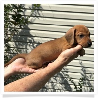 Rosie's CKC Red Short Hair Female (Lime Collar) Miniature Dachshund Puppy