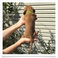 Rosie's CKC Red Short Hair Female (Lime Collar) Miniature Dachshund Puppy