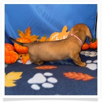 Rosie's CKC Red Short Hair Female (Pink Collar) Miniature Dachshund Puppy
