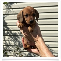 Rosie's CKC Red Short Hair Female (Pink Collar) Miniature Dachshund Puppy