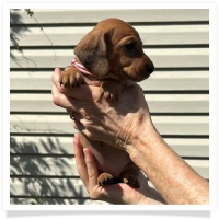 Rosie's CKC Red Short Hair Female (Pink Collar) Miniature Dachshund Puppy