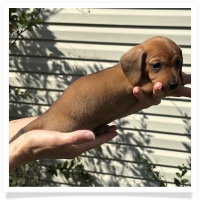 Rosie's CKC Red Short Hair Female (Pink Collar) Miniature Dachshund Puppy