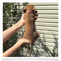 Rosie's CKC Red Short Hair Female (Pink Collar) Miniature Dachshund Puppy