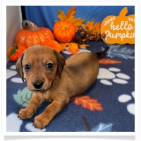 Rosie's CKC Red Short Hair Female (Red Collar) Miniature Dachshund Puppy