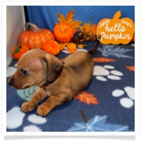 Rosie's CKC Red Short Hair Female (Red Collar) Miniature Dachshund Puppy