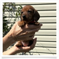 Rosie's CKC Red Short Hair Female (Red Collar) Miniature Dachshund Puppy