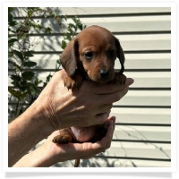 Rosie's CKC Red Short Hair Female (Red Collar) Miniature Dachshund Puppy