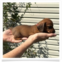 Rosie's CKC Red Short Hair Female (Red Collar) Miniature Dachshund Puppy