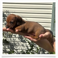 Rosie's CKC Red Short Hair Female (Red Collar) Miniature Dachshund Puppy