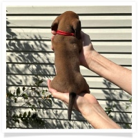 Rosie's CKC Red Short Hair Female (Red Collar) Miniature Dachshund Puppy