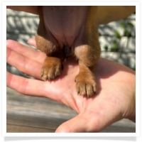Rosie's CKC Red Short Hair Female (Red Collar) Miniature Dachshund Puppy