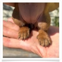 Rosie's CKC Red Short Hair Female (Red Collar) Miniature Dachshund Puppy