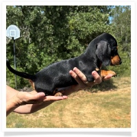 Shortcake's CKC Black & Tan Short Hair Female Miniature Dachshund Puppy