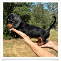 Shortcake's CKC Black & Tan Short Hair Female Miniature Dachshund Puppy