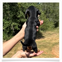 Shortcake's CKC Black & Tan Short Hair Female Miniature Dachshund Puppy