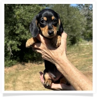 Shortcake's CKC Black & Tan Short Hair Male Miniature Dachshund Puppy