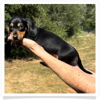 Shortcake's CKC Black & Tan Short Hair Male Miniature Dachshund Puppy