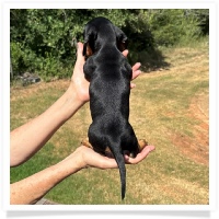 Shortcake's CKC Black & Tan Short Hair Male Miniature Dachshund Puppy