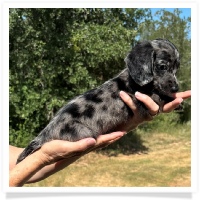Shortcake's CKC Solid Black Dapple Long Hair Male Miniature Dachshund Puppy