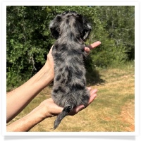 Shortcake's CKC Solid Black Dapple Long Hair Male Miniature Dachshund Puppy