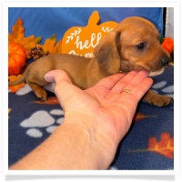 Rosie's CKC Red Short Hair Female (Yellow Collar) Miniature Dachshund Puppy