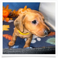 Rosie's CKC Red Short Hair Female (Yellow Collar) Miniature Dachshund Puppy