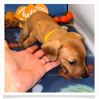 Rosie's CKC Red Short Hair Female (Yellow Collar) Miniature Dachshund Puppy