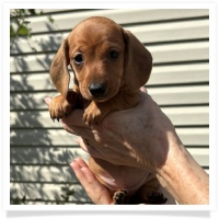 Rosie's CKC Red Short Hair Female (Yellow Collar) Miniature Dachshund Puppy