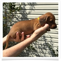 Rosie's CKC Red Short Hair Female (Yellow Collar) Miniature Dachshund Puppy