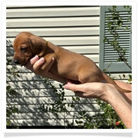 Rosie's CKC Red Short Hair Female (Yellow Collar) Miniature Dachshund Puppy