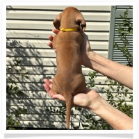 Rosie's CKC Red Short Hair Female (Yellow Collar) Miniature Dachshund Puppy