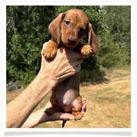 Yoo-Hoo's AKC & CKC Chocolate Based Red Short Hair Male Miniature Dachshund Puppy