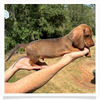 Yoo-Hoo's AKC & CKC Chocolate Based Red Short Hair Male Miniature Dachshund Puppy