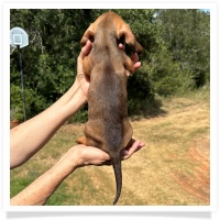 Yoo-Hoo's AKC & CKC Chocolate Based Red Short Hair Male Miniature Dachshund Puppy