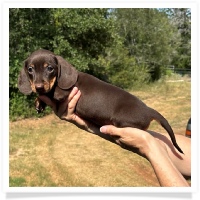 Yoo-Hoo's AKC & CKC Chocolate & Tan Short Hair Female Miniature Dachshund Puppy