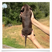 Yoo-Hoo's AKC & CKC Chocolate & Tan Short Hair Female Miniature Dachshund Puppy